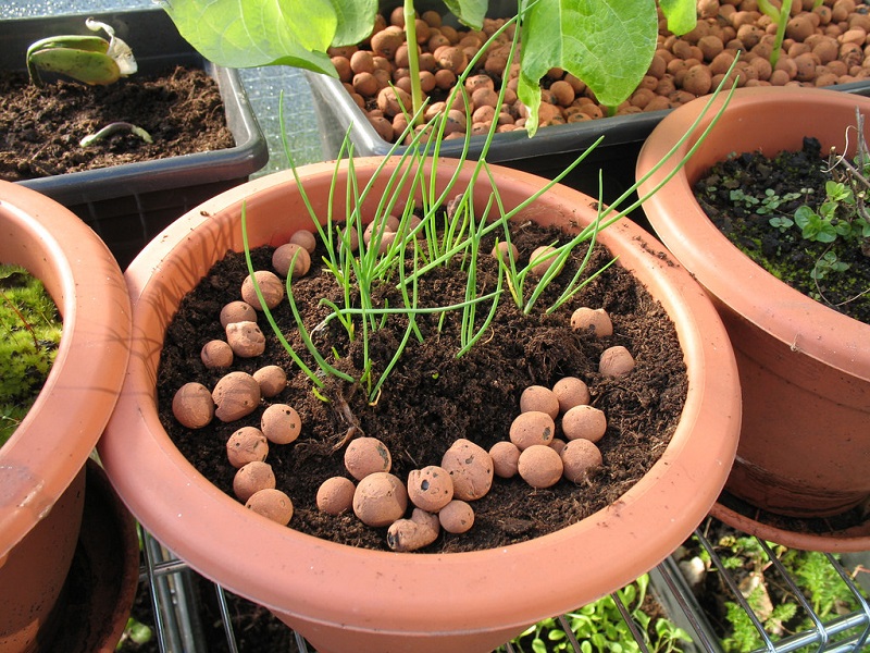 Transplanted chives
