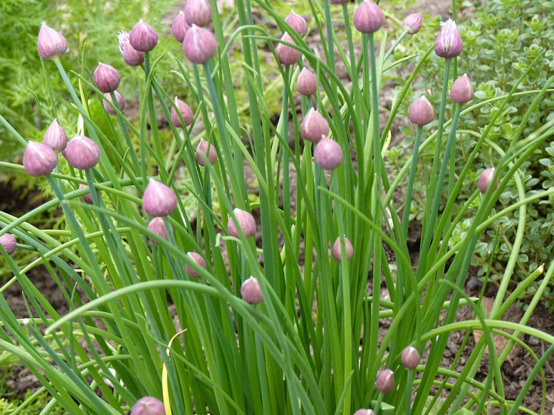 chives in fall garden