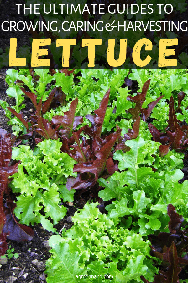 how to grow lettuce