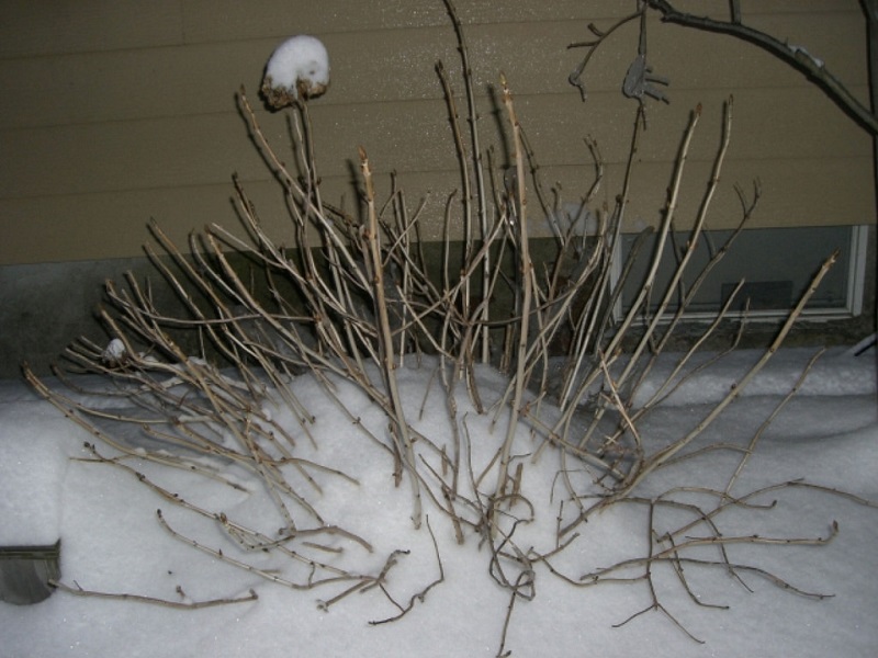 prun shrubs in winter
