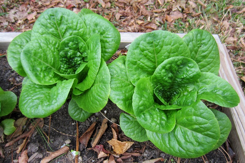 winter lettuce