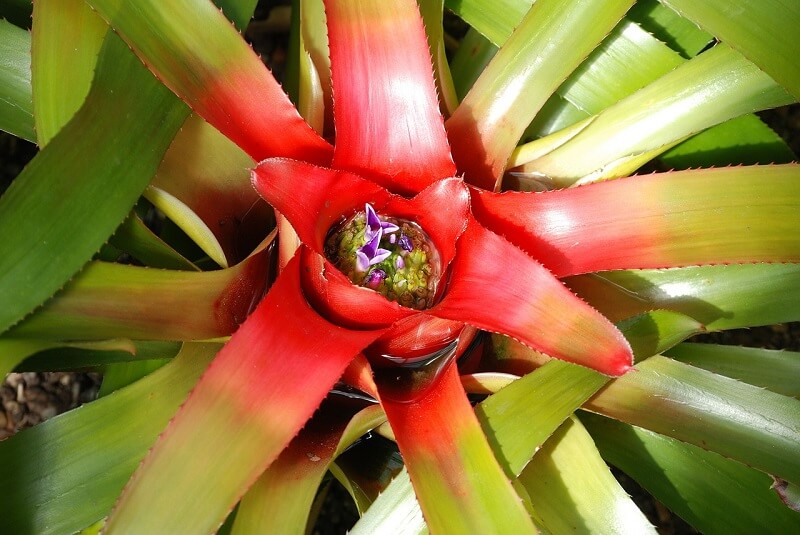 bromeliad neoregelia flower