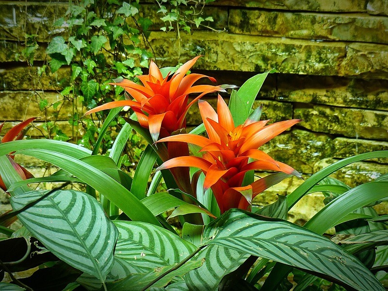 Bromeliad plants