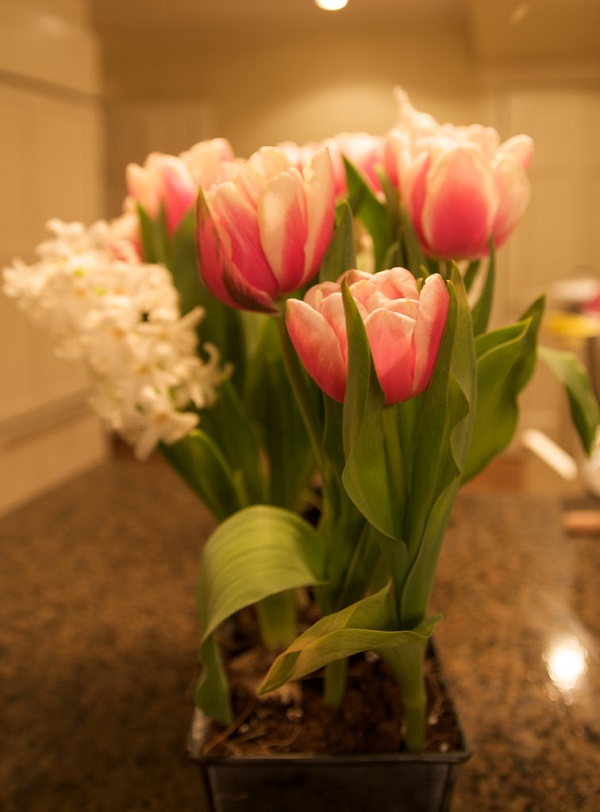 tulips indoors