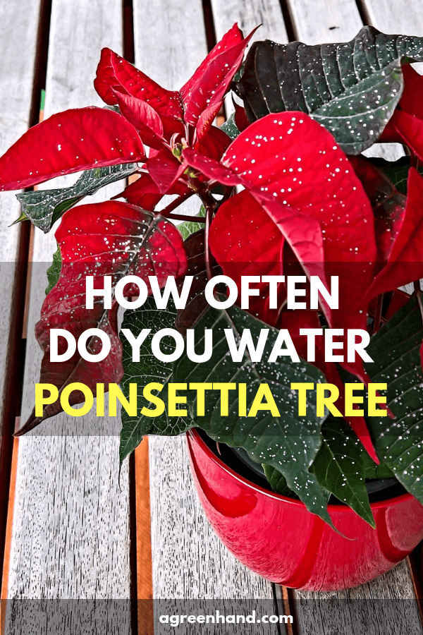 Watering poinsettia is not difficult, but to know how often and how much water for a small or big poinsettia tree is not easy with the newbies.