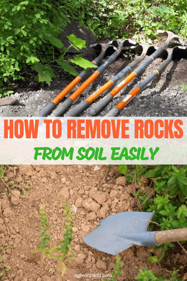 Rocks found in the soil can vary a lot in size, ranging from barely visible to dozens of kilos rocks. Removing them can be hectic but if proper tools and methods are used, it can be done much more easily. #removerockfromsoil #gardensoil #ageenhand