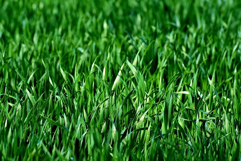 Grass seeds lawn