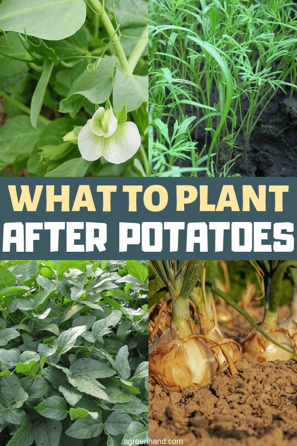 Should you switch to a different crop after growing potatoes? The answer is a resounding yes, but knowing exactly what to plant after potatoes can be difficult — so we’ve taken it upon ourselves to identify the best options for you. #agreenhand