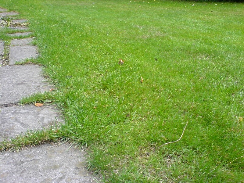 lawn spot