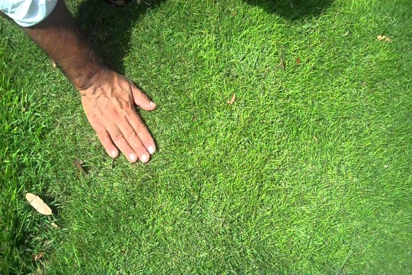 When To Plant Zoysia Grass Seed