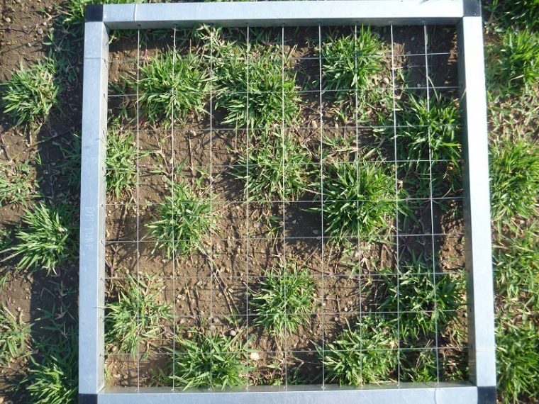 Planting Zoysia Plugs In Existing Lawn A Helpful Guide