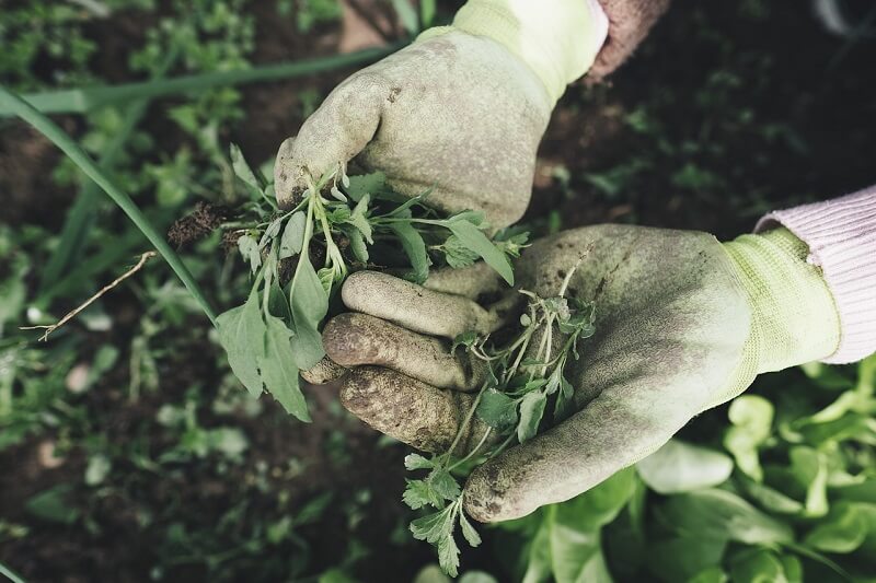 how to get rid of weeds growing through gravel