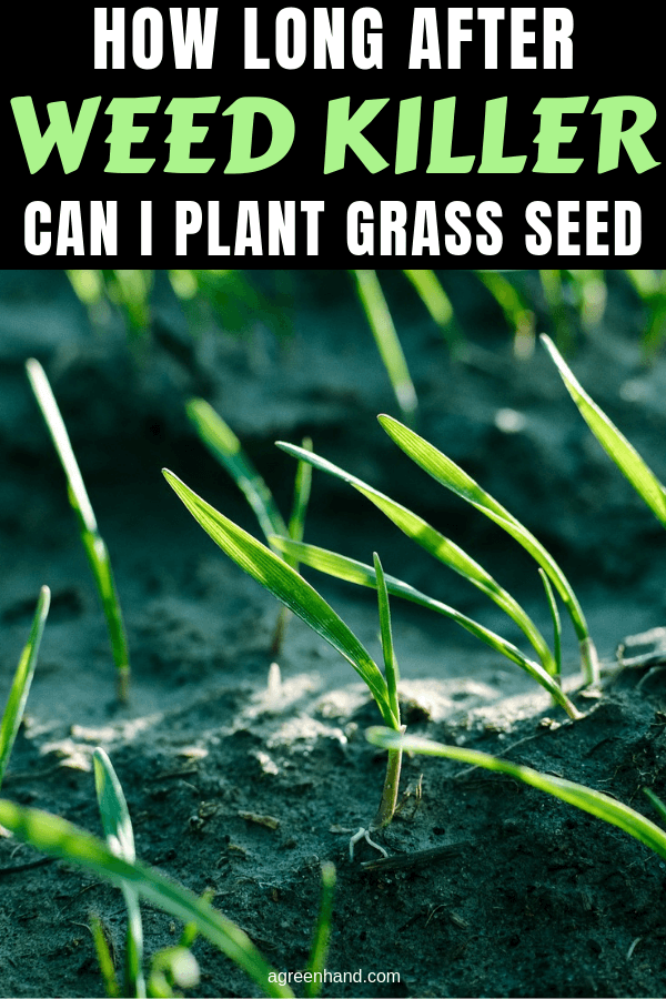How Long After Weed Killer Can I Plant Grass Seed