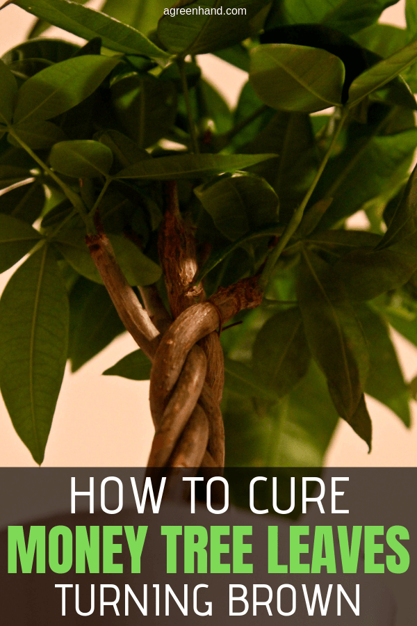 Is there reason to worry when you see the money tree leaves turning brown? Yes, but it’s not too late for your beloved houseplant. The first step to take is to understand the probable cause, which will then lead you to the right solution. #moneytree #agreenhand #houseplant