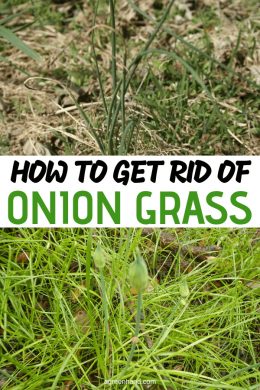 How To Get Rid Of Onion Grass In Your Lawn - AGreenHand