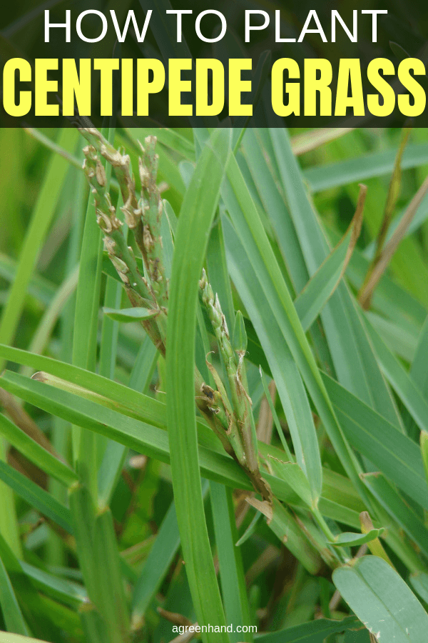 How To Plant Centipede Grass Seed