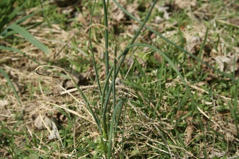 How To Get Rid Of Onion Grass In Your Lawn AGreenHand