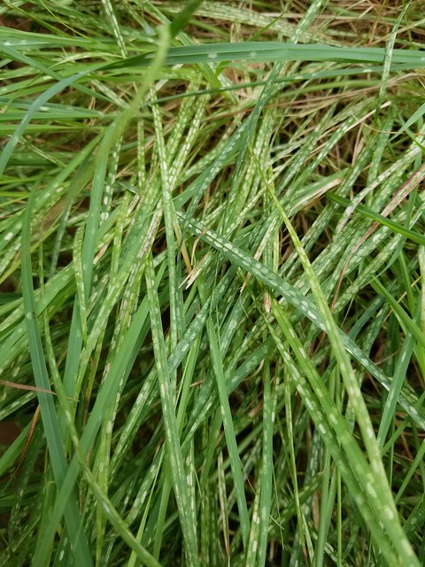 Bamboo spider mites on grass