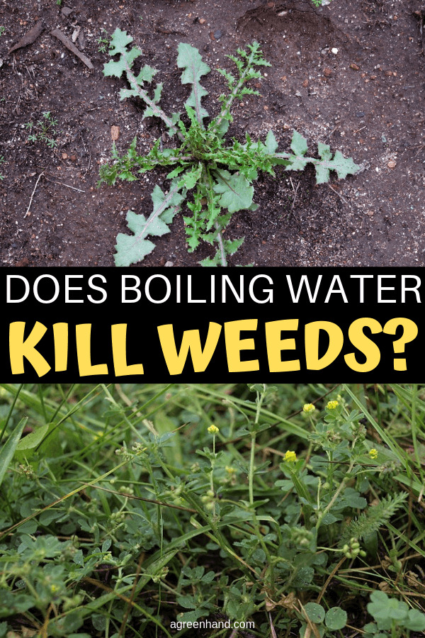 Does boiling water kill weed