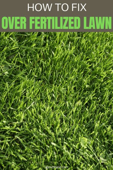 How To Fix Over Fertilized Lawn - AGreenHand