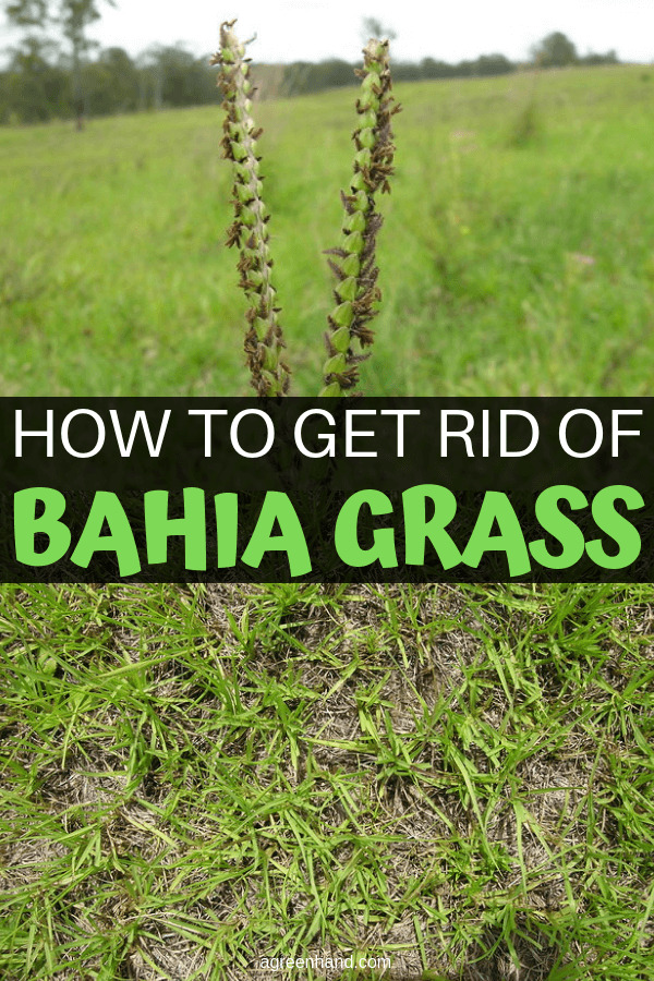 How To Get Rid Of Bahia Grass #bahiagrass #getridof #agreenhand