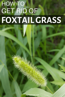 How To Get Rid Of Foxtail Grass - AGreenHand
