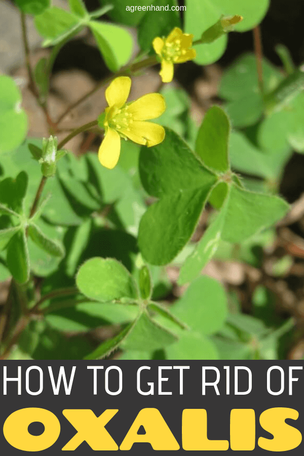 How To Get Rid Of Oxalis