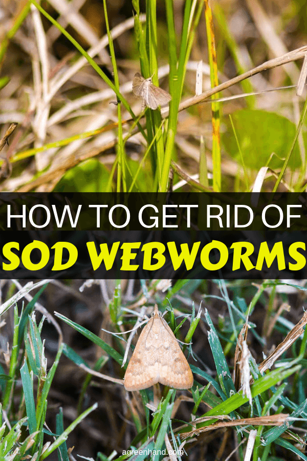 How To Get Rid Of Sod Webworms #sod #webworms #agreenhand
