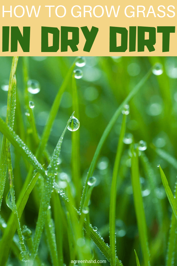 How to grow grass in dry soil
