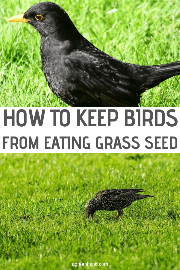 How To Keep Birds From Eating Grass Seed