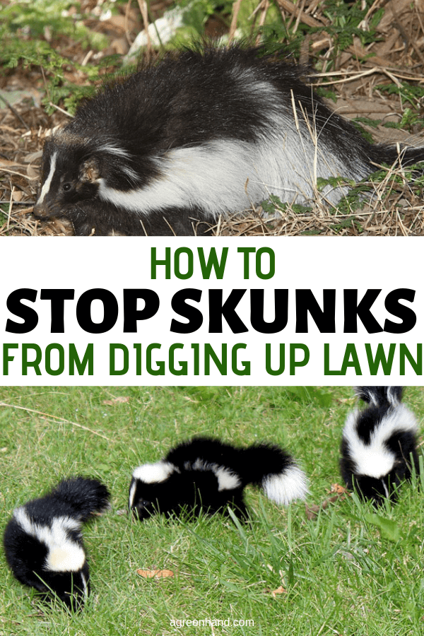 How To Stop Skunks From Digging Up Lawn #agreenhand #skunks #lawn #digup