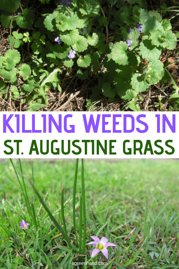 Killing Weeds In St Augustine Grass
