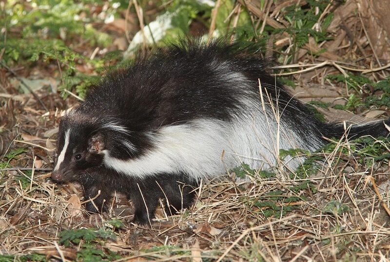 skunk 