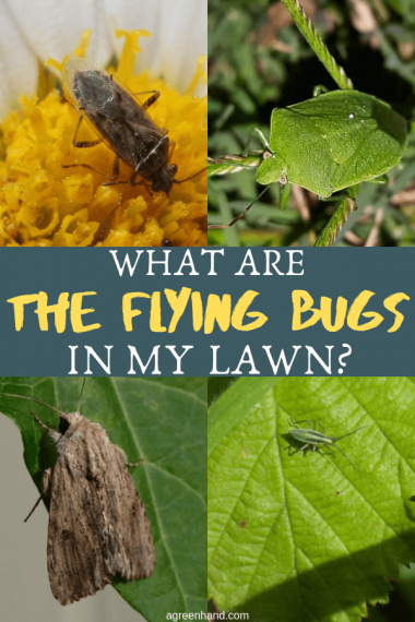 What Are The Flying Bugs In My Lawn - AGreenHand