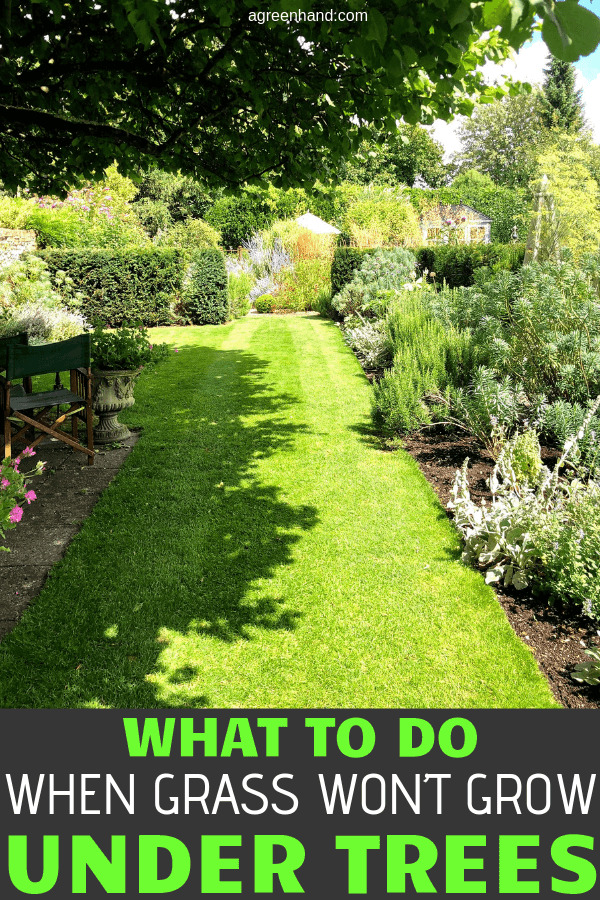 What To Do When Grass Won’t Grow Under Trees