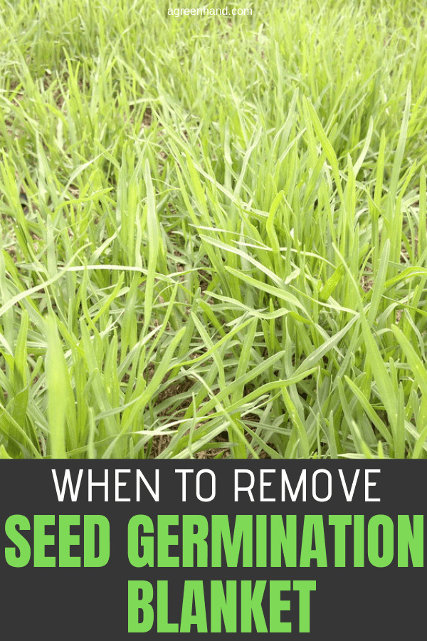 When To Remove Seed Germination Blanket