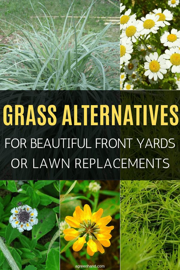 Grass Alternatives