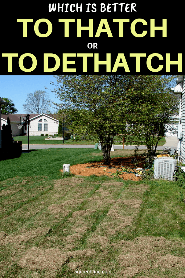 thatch or dethatch