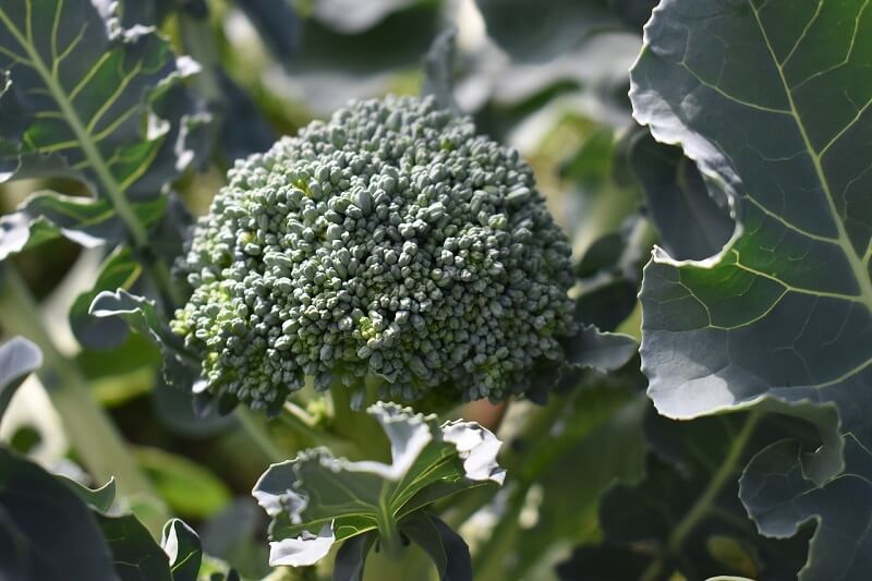 Growing broccoli