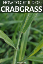 How To Get Rid Of Unsightly Crabgrass - AGreenHand