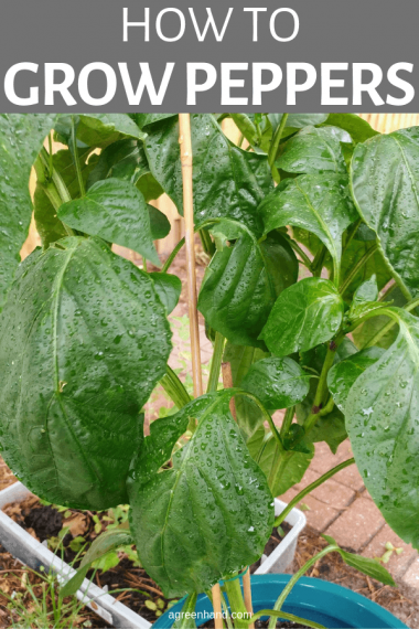 How To Grow Your Own Peppers - AGreenHand