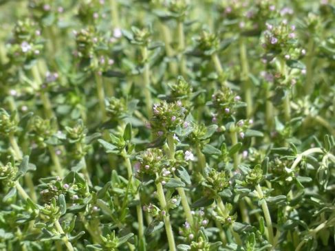 How To Grow Thyme For A Xeric Lawn - AGreenHand