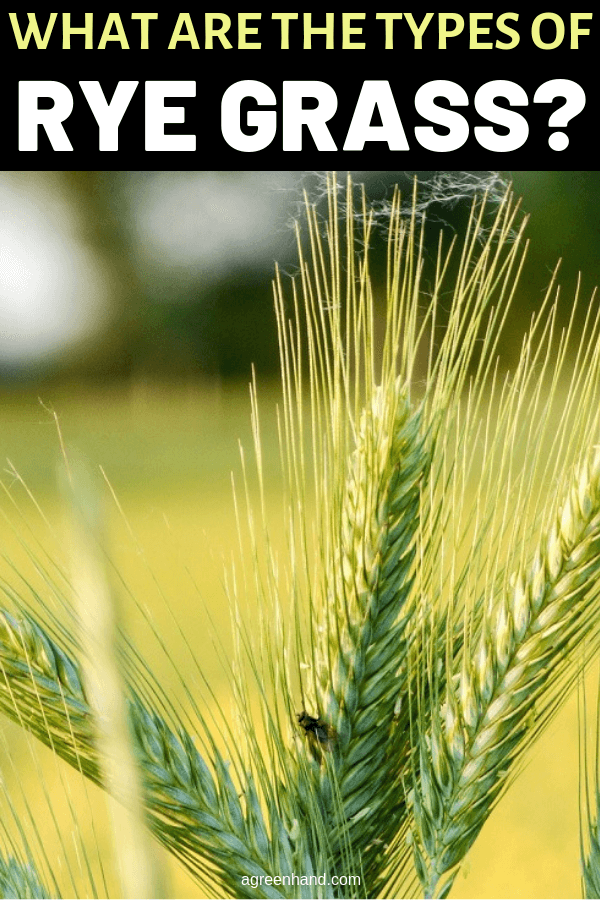 types of rye grass