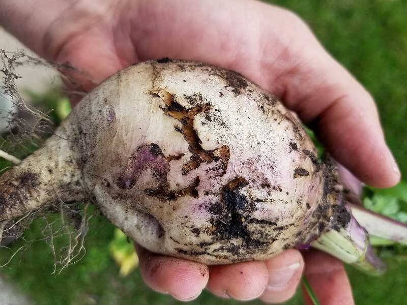 Cabbage maggot tunneling on turnip