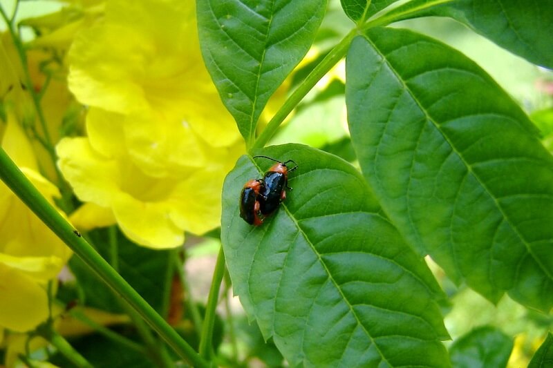 Shining Flea Beetles