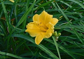 How To Grow Daylilies - AGreenHand