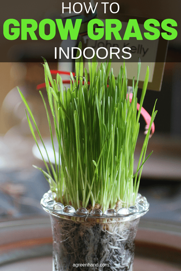 how to grow grass indoors