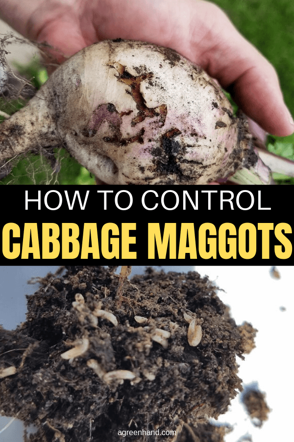 How To Control Cabbage Maggots In The Organic Garden