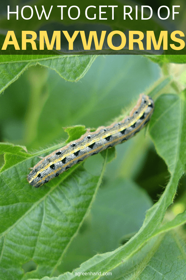 how to get rid of Armyworm 