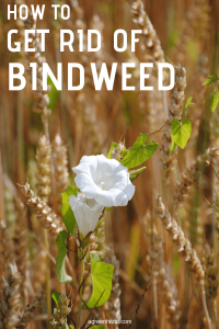 bindweed chemicals organic